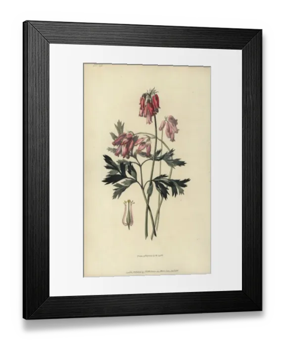 Framed Print : Fringed bleeding heart, Dicentra eximia Framed Print : Fringed bleeding heart, Dicentra eximia