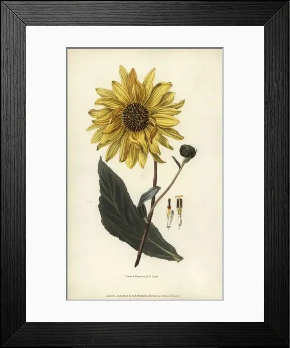 Framed Print : Purpledisk sunflower, Helianthus atrorubens Framed Print : Purpledisk sunflower, Helianthus atrorubens