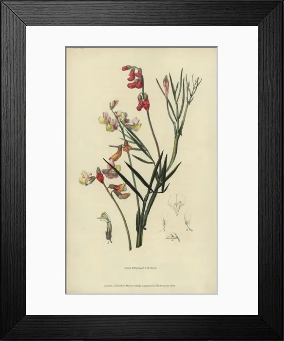 Framed Print : Party coloured bittervetch, Lathyrus pannonicus Framed Print : Party coloured bittervetch, Lathyrus pannonicus