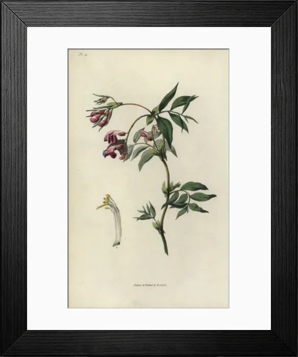 Framed Print : Spring bittervetch, Lathyrus vernus Framed Print : Spring bittervetch, Lathyrus vernus