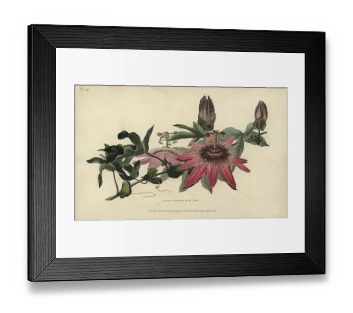 Framed Print : Whitleys hybrid passionflower, Passiflora caerulea-racemosa Framed Print : Whitleys hybrid passionflower, Passiflora caerulea-racemosa