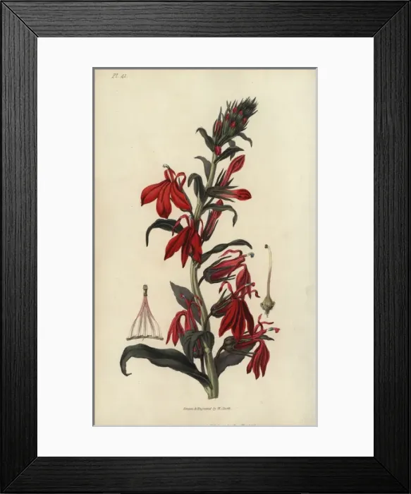 Framed Print : Cardinal flower, Lobelia cardinalis Framed Print : Cardinal flower, Lobelia cardinalis