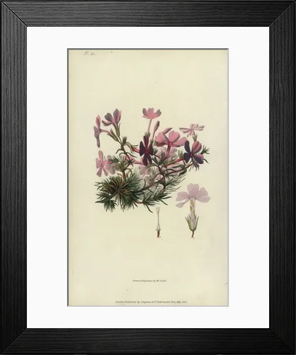 Framed Print : Bristly lychnidea, Phlox setacea Framed Print : Bristly lychnidea, Phlox setacea