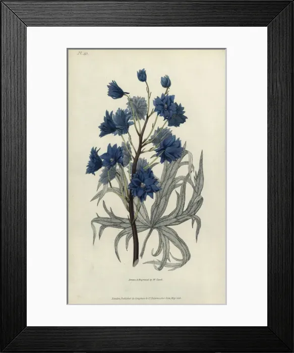 Framed Print : Dark purple larkspur, Delphinium elegans pleno Framed Print : Dark purple larkspur, Delphinium elegans pleno