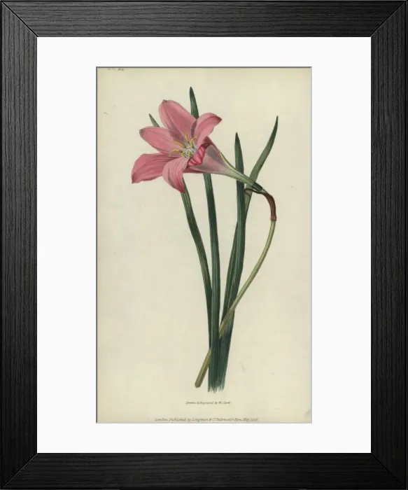 Framed Print : Rosepink zephyr lily or pink rain lily, Zephyranthes Framed Print : Rosepink zephyr lily or pink rain lily, Zephyranthes