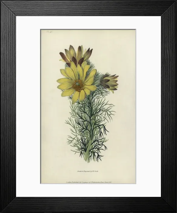 Framed Print : Spring pheasants eye, Adonis vernalis Framed Print : Spring pheasants eye, Adonis vernalis