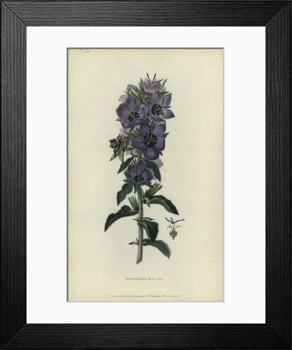 Framed Print : Rough bellflower, Campanula peregrina Framed Print : Rough bellflower, Campanula peregrina