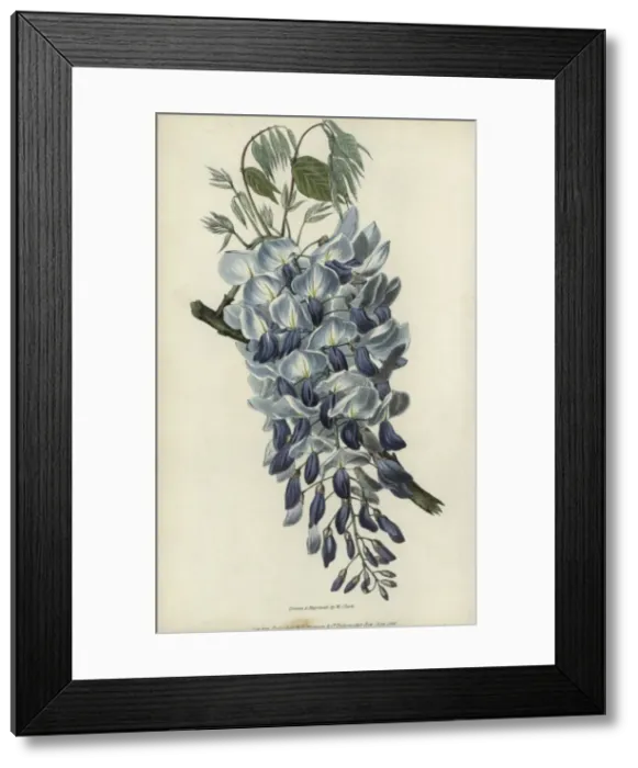 Framed Print : Chinese wisteria, Wisteria sinensis Framed Print : Chinese wisteria, Wisteria sinensis