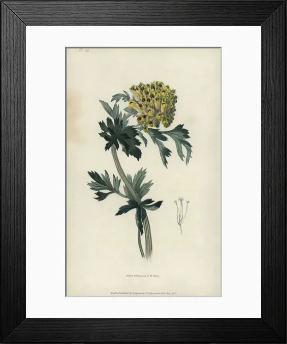Framed Print : Siberian corydalis, Corydalis nobilis Framed Print : Siberian corydalis, Corydalis nobilis