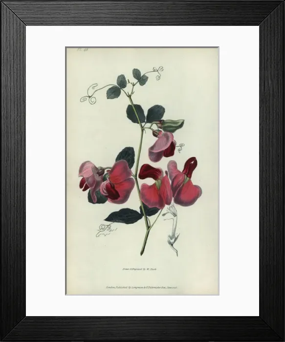 Framed Print : Everlasting pea, Lathyrus grandiflorus Framed Print : Everlasting pea, Lathyrus grandiflorus