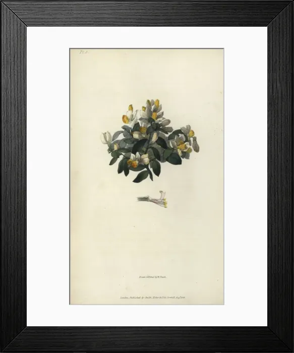 Framed Print : Shrubby milkwort, Polygala chamaebuxus Framed Print : Shrubby milkwort, Polygala chamaebuxus