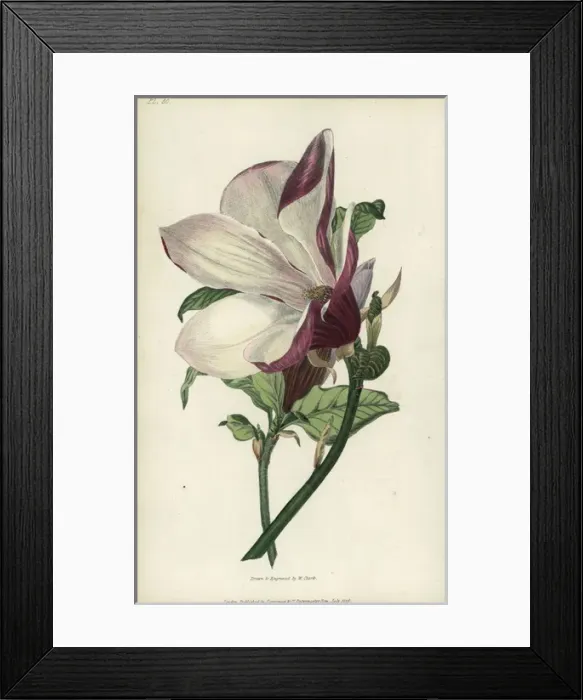 Framed Print : Purple magnolia tree, Magnolia purpurea Framed Print : Purple magnolia tree, Magnolia purpurea