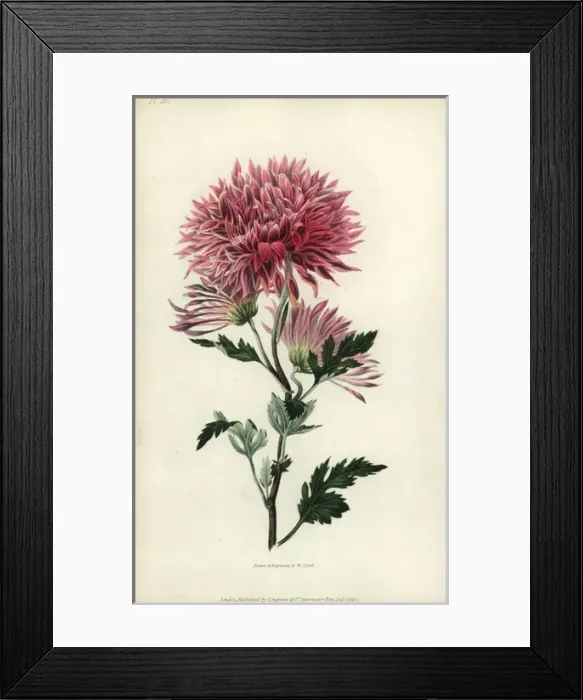 Framed Print : Starry purple Chinese chrysanthemum Framed Print : Starry purple Chinese chrysanthemum
