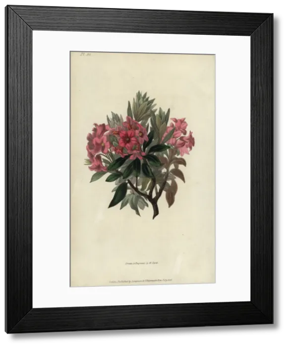 Framed Print : Rust-leaved rosebay, Rhododendron ferrugineum Framed Print : Rust-leaved rosebay, Rhododendron ferrugineum