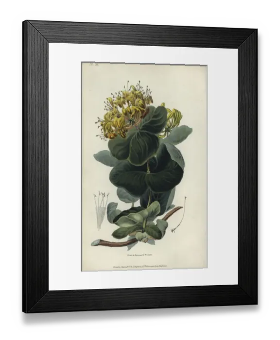 Framed Print : Native yellow honeysuckle, Lonicera flava Framed Print : Native yellow honeysuckle, Lonicera flava