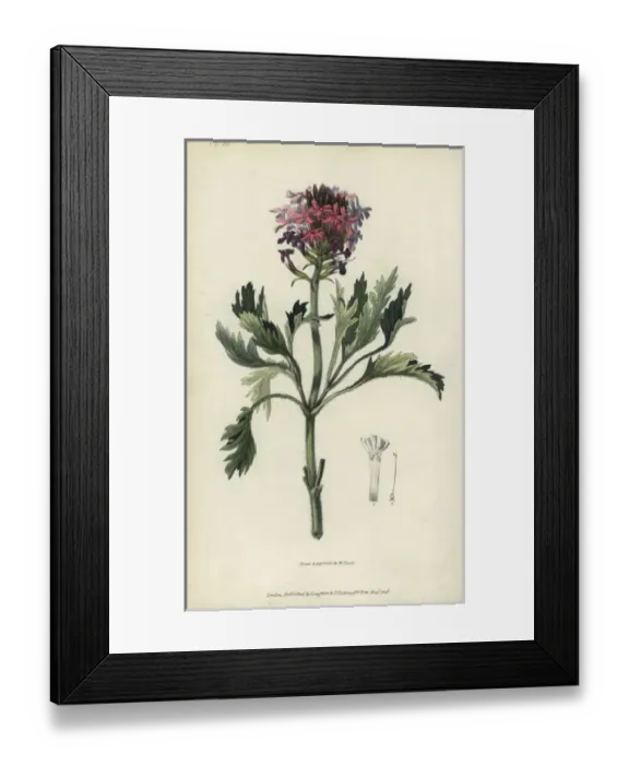 Framed Print : Lamberts vervain, Verbena lamberti Framed Print : Lamberts vervain, Verbena lamberti