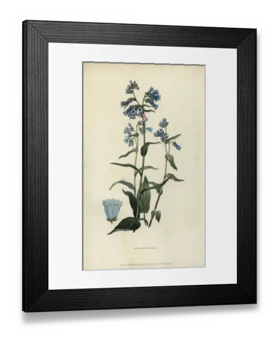 Framed Print : Daurian lungwort, Mertensia davurica Framed Print : Daurian lungwort, Mertensia davurica