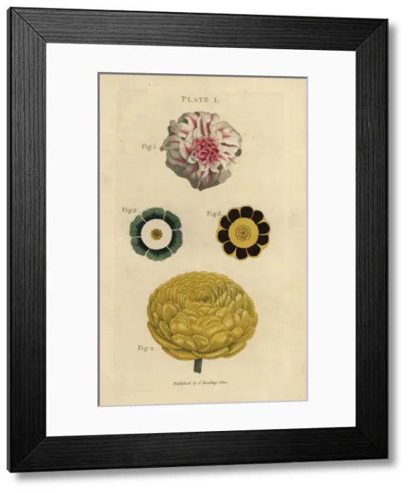 Framed Print : Double hyacinth, Hyacinthus orientalis Framed Print : Double hyacinth, Hyacinthus orientalis