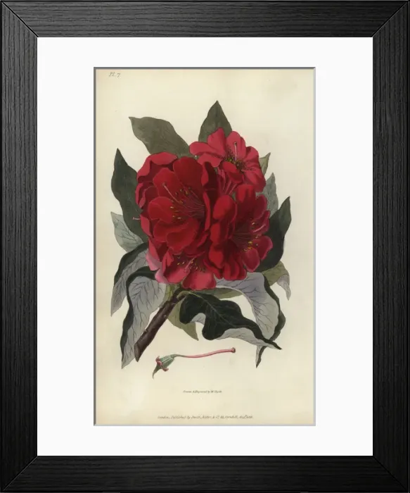 Framed Print : Indian tree rosebay, Rhododendron arboreum Framed Print : Indian tree rosebay, Rhododendron arboreum