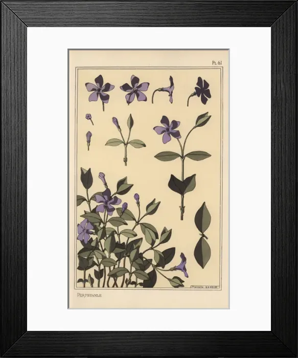 Framed Print : Periwinkle botanical study Framed Print : Periwinkle botanical study