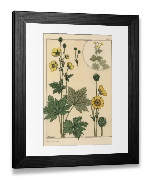 Framed Print : Buttercup botanical study
