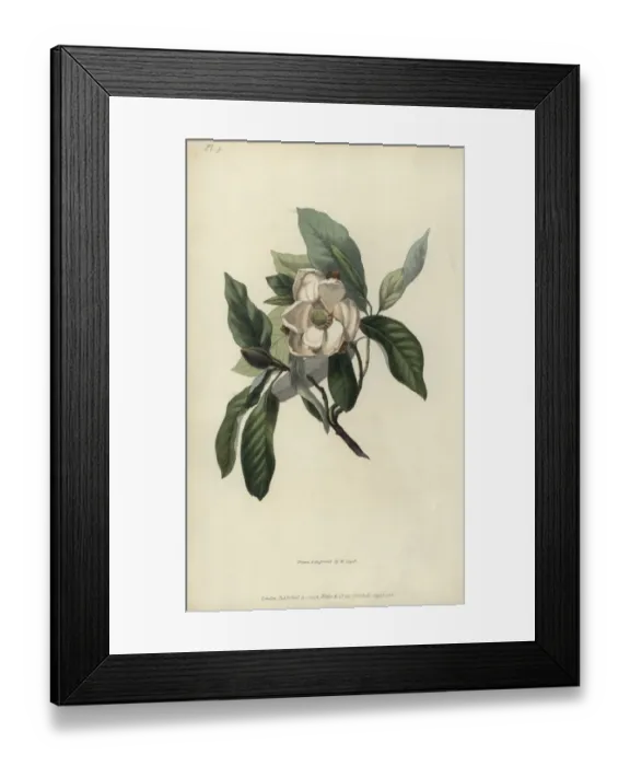 Framed Print : Evergreen swamp magnolia, Magnolia glauca sempervirens Framed Print : Evergreen swamp magnolia, Magnolia glauca sempervirens
