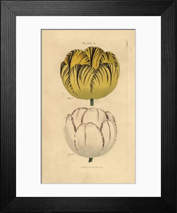 Framed Print : Bizard and rose tulips, Tulipa gesneriana Framed Print : Bizard and rose tulips, Tulipa gesneriana
