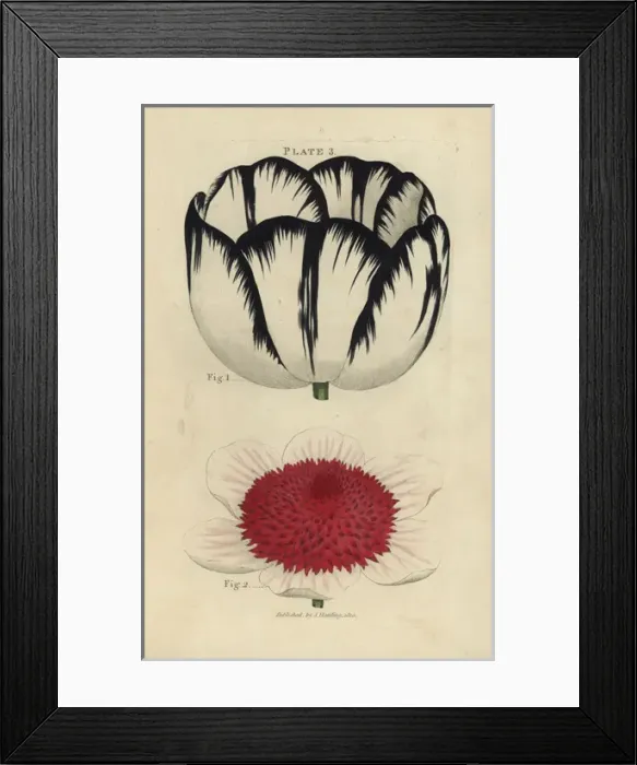 Framed Print : Byblomen tulip, Tulipa gesneriana, and double anemone Framed Print : Byblomen tulip, Tulipa gesneriana, and double anemone