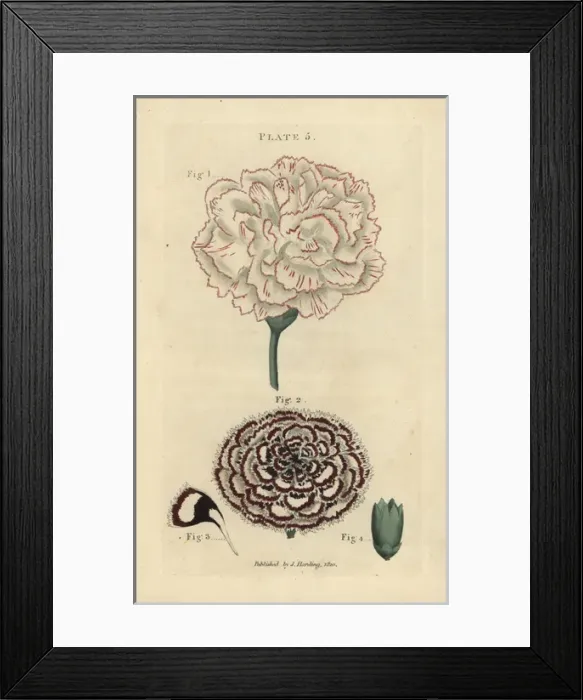 Framed Print : Picotee carnation and double laced Pink carnation Framed Print : Picotee carnation and double laced Pink carnation
