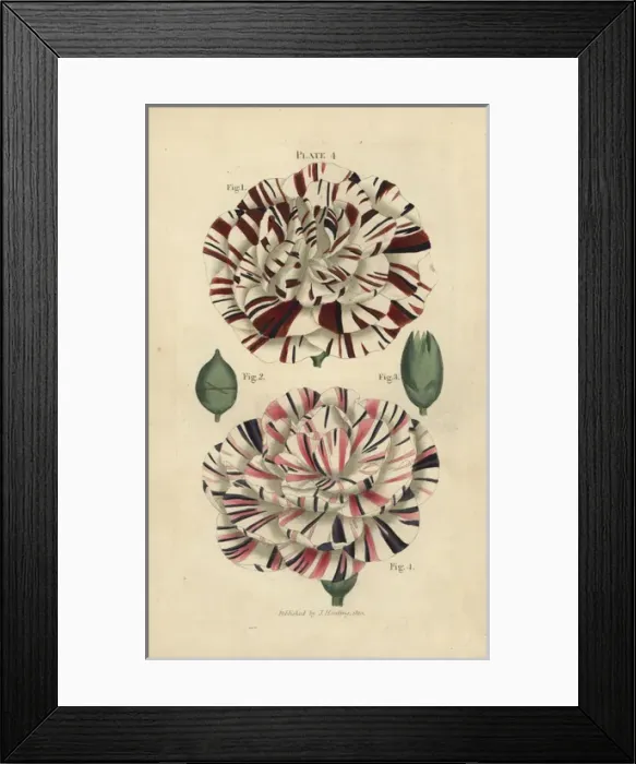Framed Print : Scarlet bizard and variegated crimson bizard carnation Framed Print : Scarlet bizard and variegated crimson bizard carnation