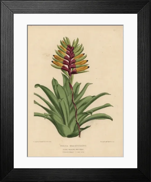 Framed Print : Vriesia brachystachys, a handsome compact plant Framed Print : Vriesia brachystachys, a handsome compact plant