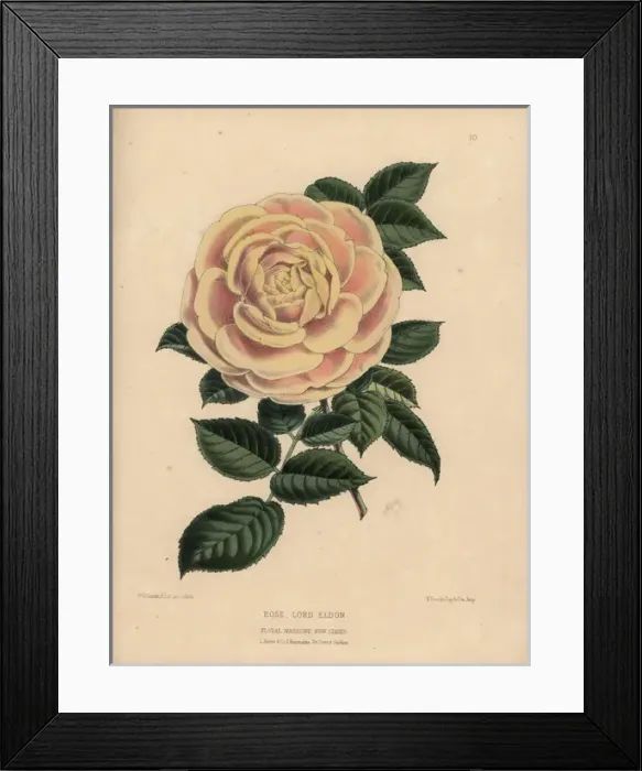 Framed Print : Pale orange and cream hybrid rose, Lord Eldon, Rosa Framed Print : Pale orange and cream hybrid rose, Lord Eldon, Rosa