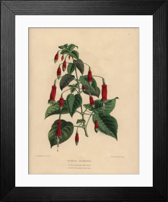 Framed Print : Crimson fuchsia, Fuchsia splendens Framed Print : Crimson fuchsia, Fuchsia splendens