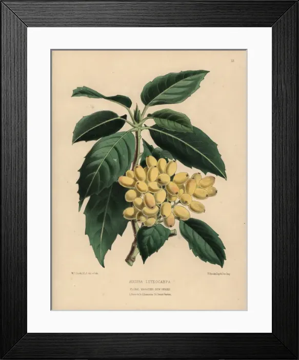 Framed Print : Aucuba luteocarpa with many pale gold berries Framed Print : Aucuba luteocarpa with many pale gold berries