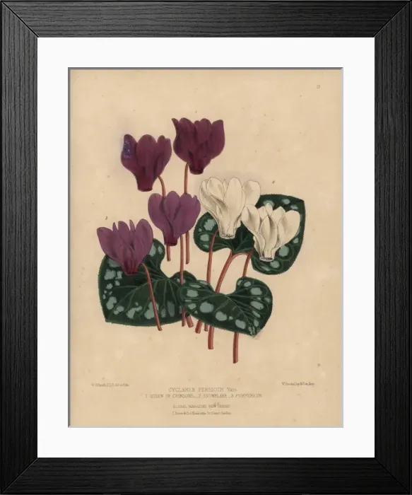 Framed Print : Mauve Purpureum, white Snowflake, and deep Framed Print : Mauve Purpureum, white Snowflake, and deep