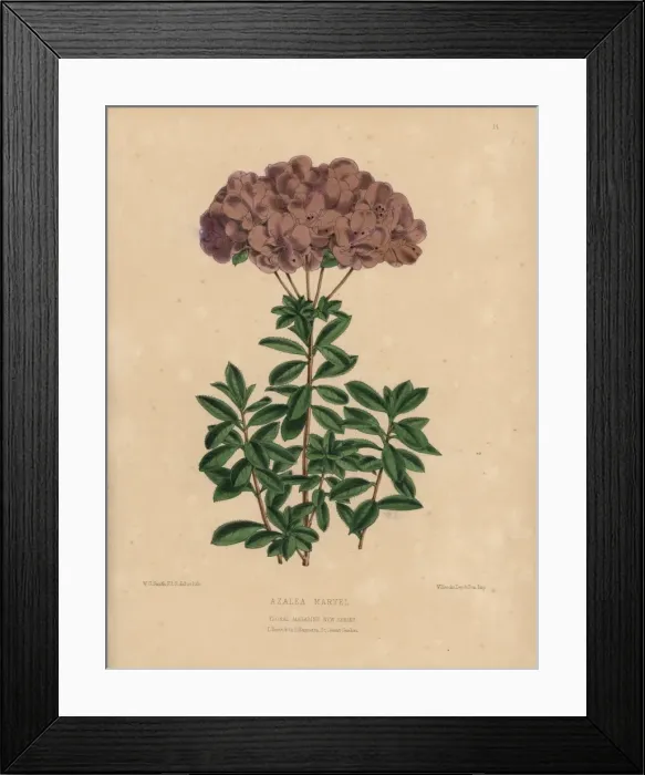 Framed Print : Azalea marvel, small-flowered semi-double variety Framed Print : Azalea marvel, small-flowered semi-double variety