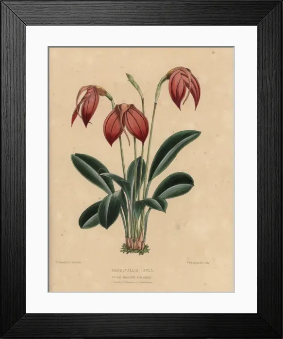 Framed Print : Masdevallia ignea orchid with orange flowers Framed Print : Masdevallia ignea orchid with orange flowers