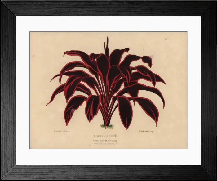 Framed Print : Dracaena elegans, tropical plant with dramatic Framed Print : Dracaena elegans, tropical plant with dramatic