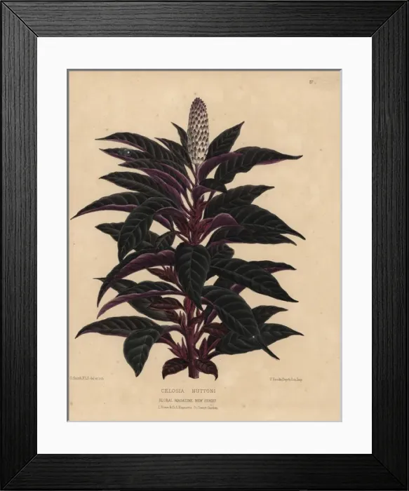 Framed Print : Amaranth or cockscomb with purple and deep Framed Print : Amaranth or cockscomb with purple and deep