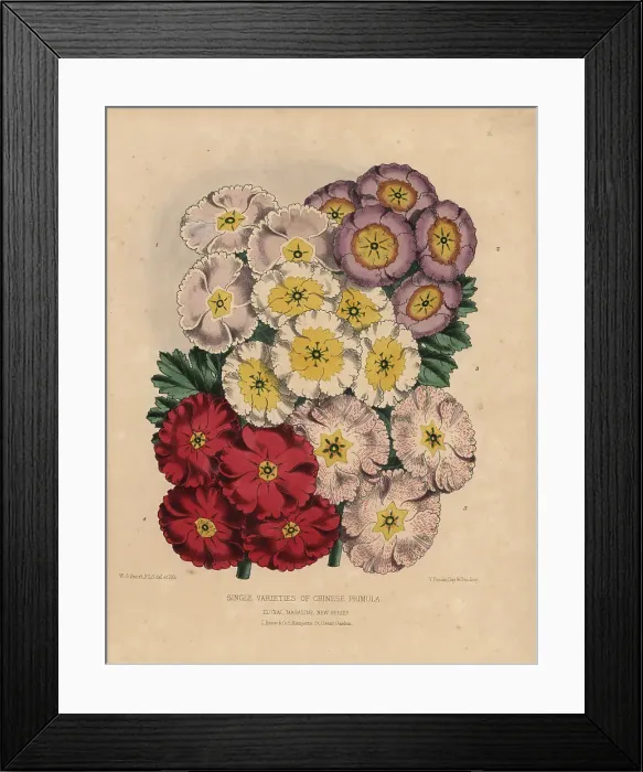 Framed Print : Single varieties of Chinese primula: Scarlet Framed Print : Single varieties of Chinese primula: Scarlet