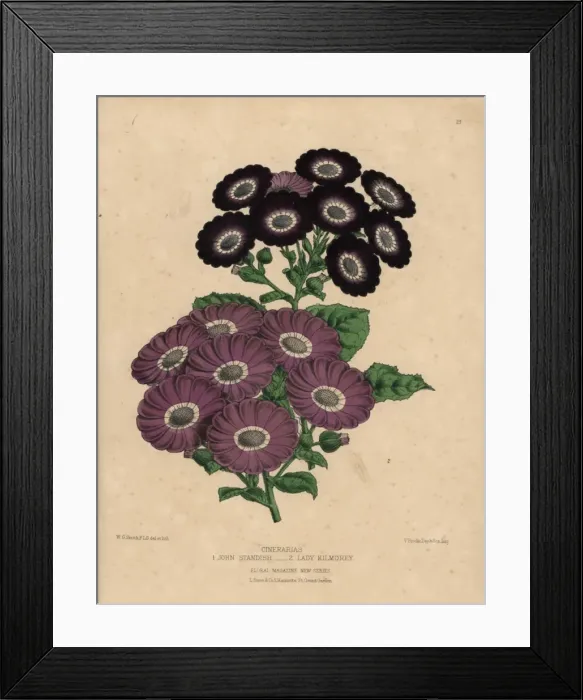 Framed Print : Cineraria hybrids: Purple Lady Kilmorey variety Framed Print : Cineraria hybrids: Purple Lady Kilmorey variety