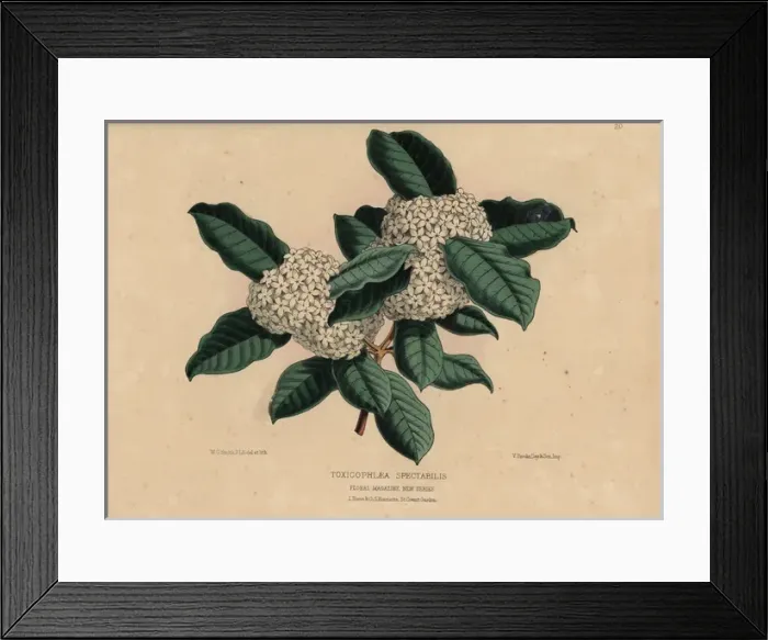 Framed Print : Wintersweet or Bushmans Poison, Acokanthera Framed Print : Wintersweet or Bushmans Poison, Acokanthera