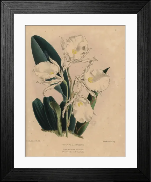 Framed Print : Fragrant Trichopilia orchid with white Framed Print : Fragrant Trichopilia orchid with white
