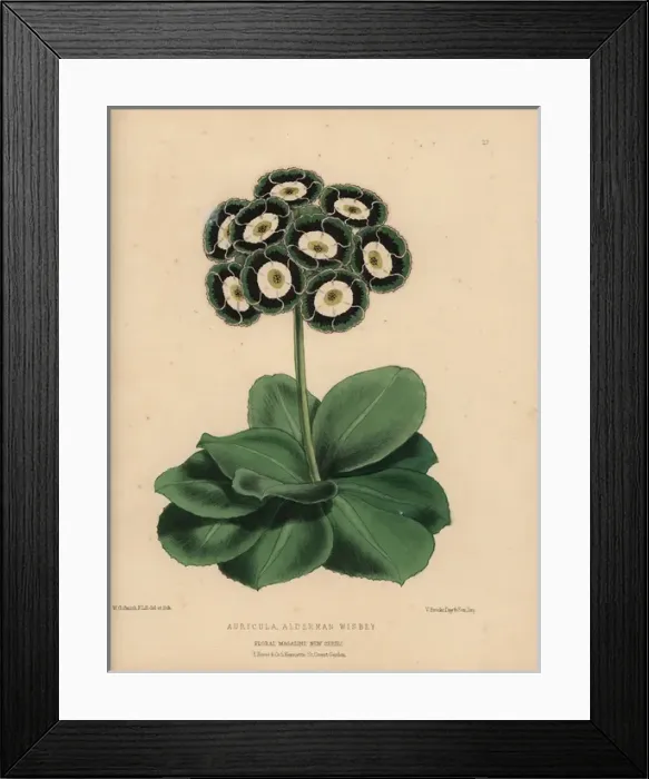 Framed Print : Auricula with green, black and white rosette Framed Print : Auricula with green, black and white rosette