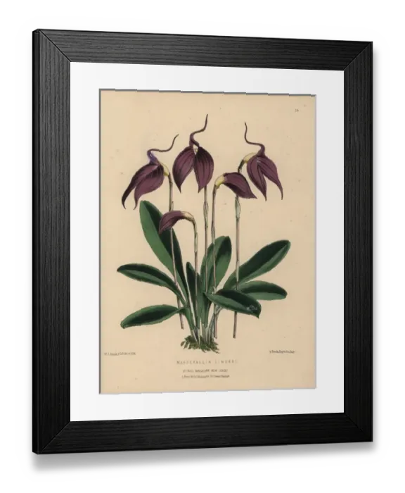 Framed Print : Purple masdevallia orchid, Masdevallia lindeni Framed Print : Purple masdevallia orchid, Masdevallia lindeni
