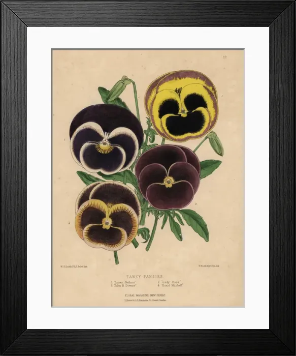 Framed Print : Varieties of fancy pansies: James Nelson, Lady Framed Print : Varieties of fancy pansies: James Nelson, Lady