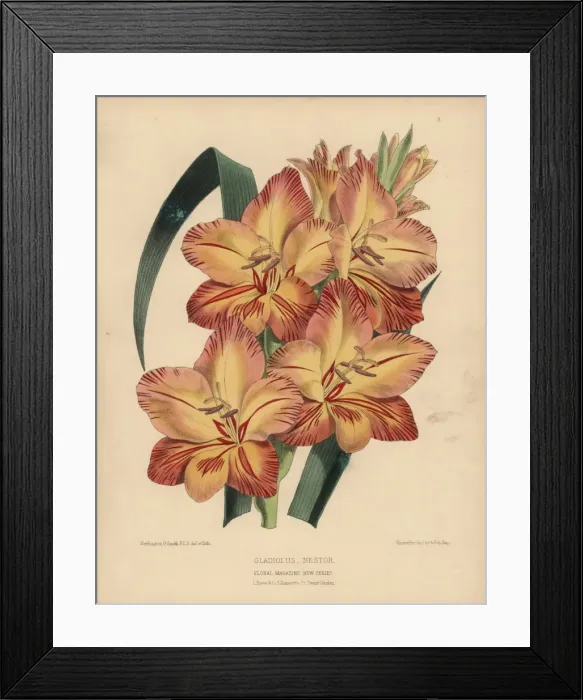 Framed Print : Orange and crimson Gladiolus nestor Framed Print : Orange and crimson Gladiolus nestor
