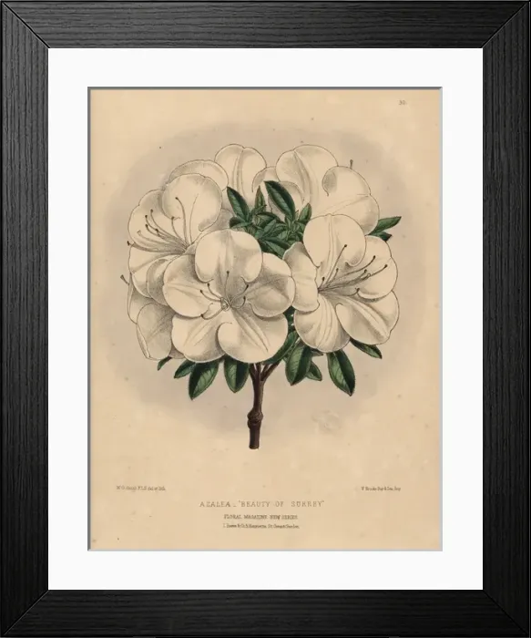 Framed Print : White azalea hybrid, Azalea Beauty of Surrey Framed Print : White azalea hybrid, Azalea Beauty of Surrey