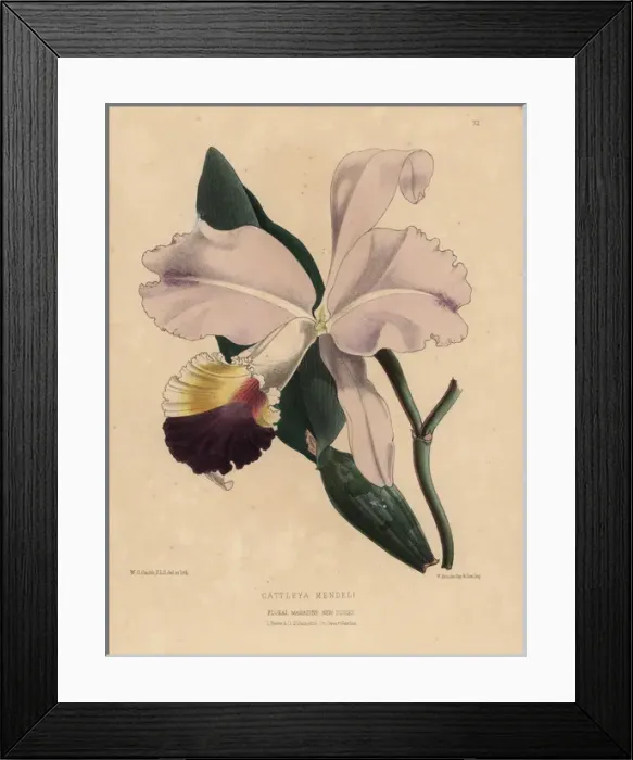Framed Print : Pink and purple cattleya orchid, Cattleya mendeli Framed Print : Pink and purple cattleya orchid, Cattleya mendeli
