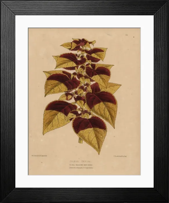 Framed Print : Tryons coleus, Coleus Tryoni with golden Framed Print : Tryons coleus, Coleus Tryoni with golden